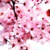 Japanese Cherry Blossom fragrance oil