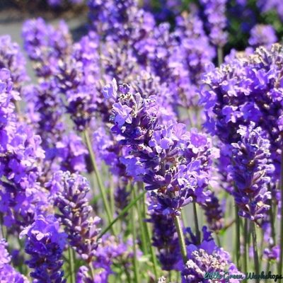 French Lavender fragrance oil