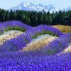 Lavender New Zealand Essential Oil