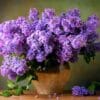 French Lilacs