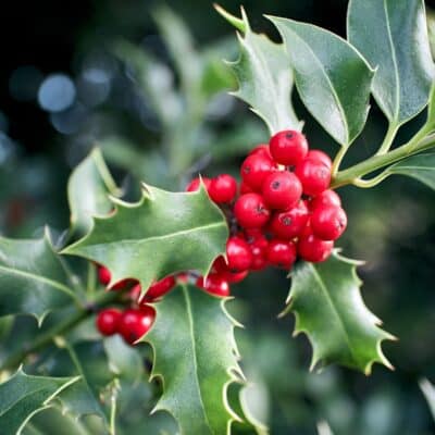Holly Berry Fragrance